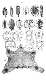 Pflanze, Zeichnung 2*