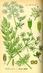 Pflanze, Zeichnung 1*